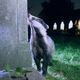 Badgers like this one in South London are already nocturnal, but may find more prey in human-disturbed areas